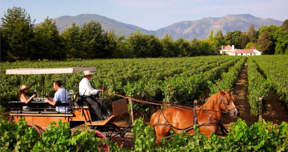 Maipo Valley: Private Full-Day Wine Tour - Customer Feedback