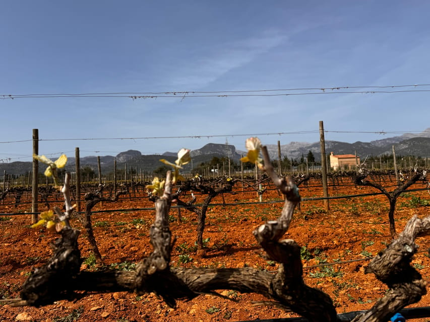 Mallorca: Discover the Secret Treasures of the Local Wine - Scenic Beauty