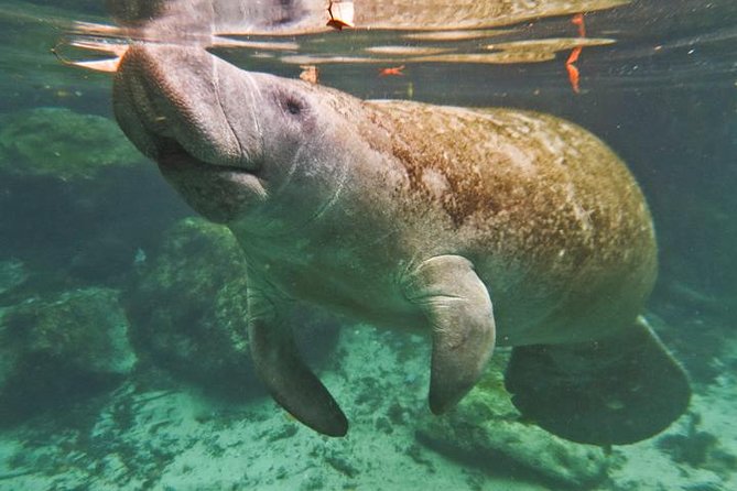 Manatee Swim and Wildlife Park With Upgrade Options From Orlando - Additional Details