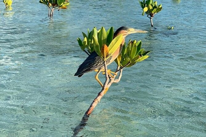 Mangrove Clear Kayak Tour - Spotting Marine Life