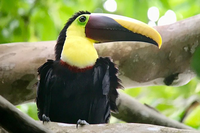 Manuel Antonio National Park Wildlife Tour - Meeting Points and Duration