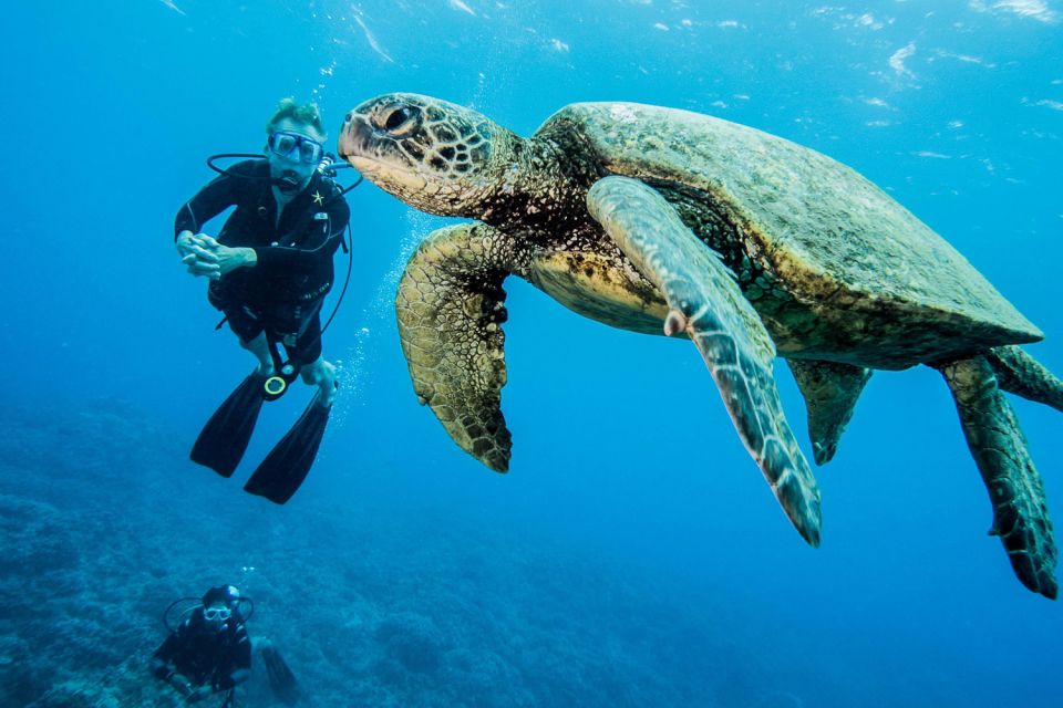 Maui: Beginner Discovery Scuba Dive Excursion From Lahaina - Customer Reviews