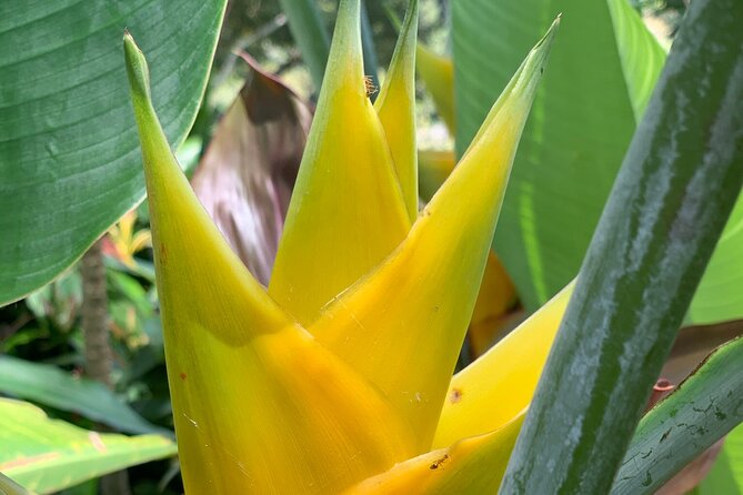 Maui Magical Waterfall and Jungle Tour (Road to Hana) - Important Information for Travelers
