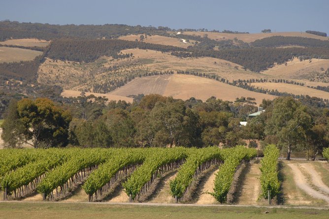 McLaren Vale and Glenelg Wine Tasting and Sightseeing (Half-day Afternoon) - Customer Reviews and Feedback
