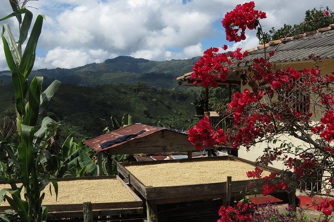 Medellín Coffee Tour to Concordia - Engaging With Local Culture