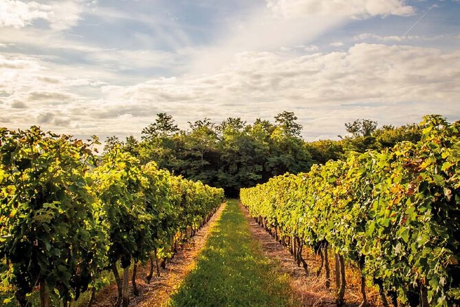 Médoc Region Half-Day Wine Tour With Winery Visit & Tastings From Bordeaux - Scenic Highlights