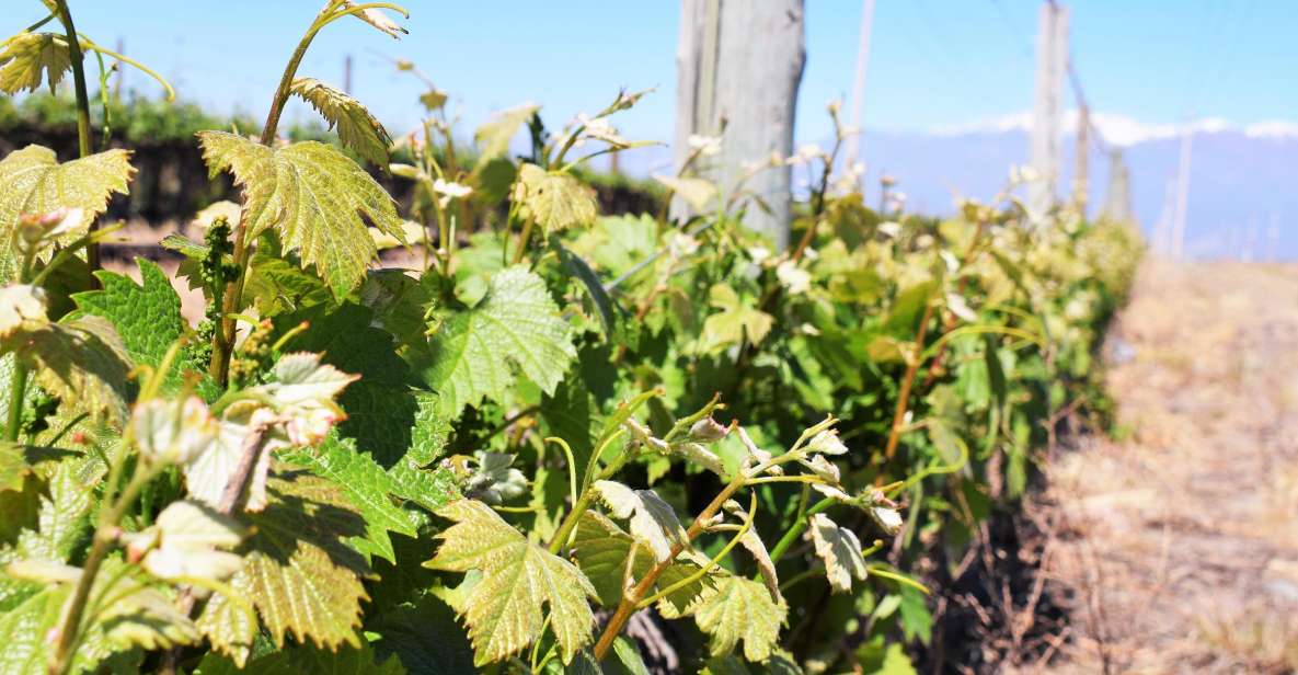 Mendoza: Half-Day Wine Tour With Tastings - Customer Reviews and Feedback