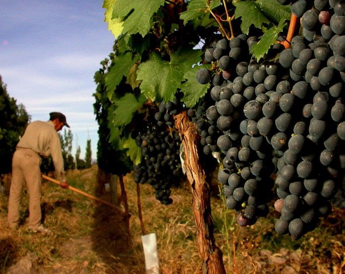 Mendoza: Small-Group Wineries Tour With Tasting and Lunch - Booking Information