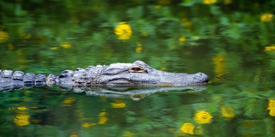 Miami: Small Group Everglades Express Tour With Airboat Ride - Wildlife Nature Show