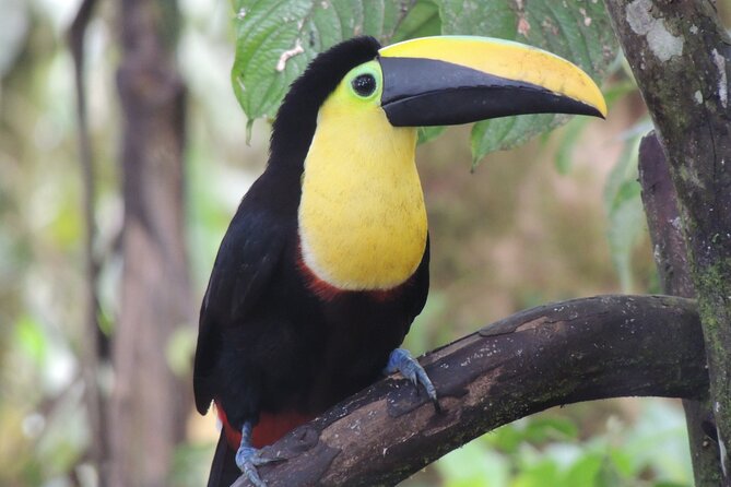 Mindo Cloud Forest Private Day Tour - Customer Reviews and Feedback