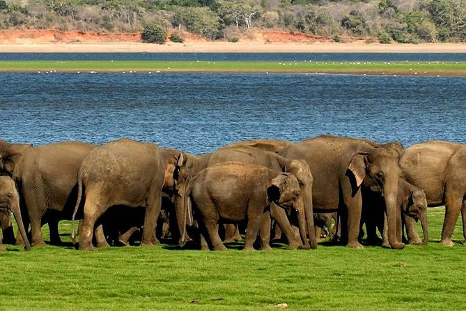 Minneriya Elephant Safari Wth Sigiriya & Dambulla Cave Temples Full Day Tour - Transportation and Logistics