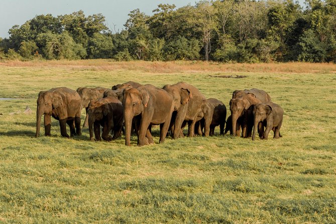 Minneriya National Park Private Safari - Physical Requirements and Accessibility