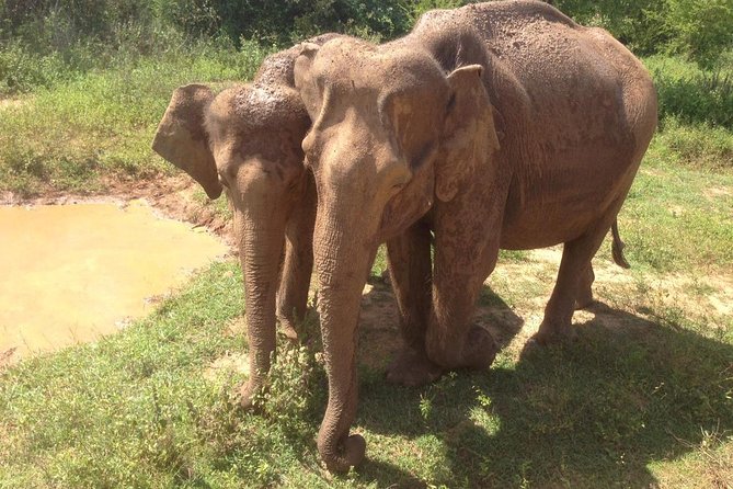 Minneriya National Park Private Safari - Booking and Cancellation Policies