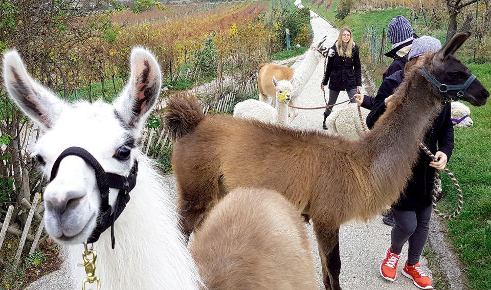 Mödling: Scenic Guided Hike With Alpacas and Llamas - Customer Reviews and Ratings