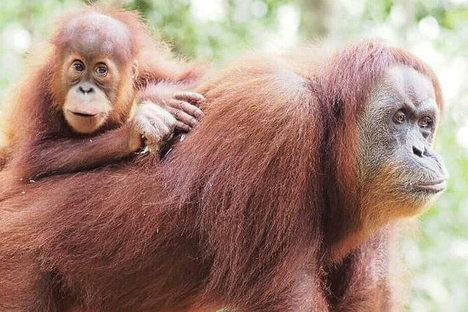Monkey Business 3 Days - 2 Nights Jungle Trekking (Including Rafting) - Private Tour Details