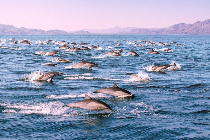 Monterey Bay Whale Watching - Customer Feedback and Reviews