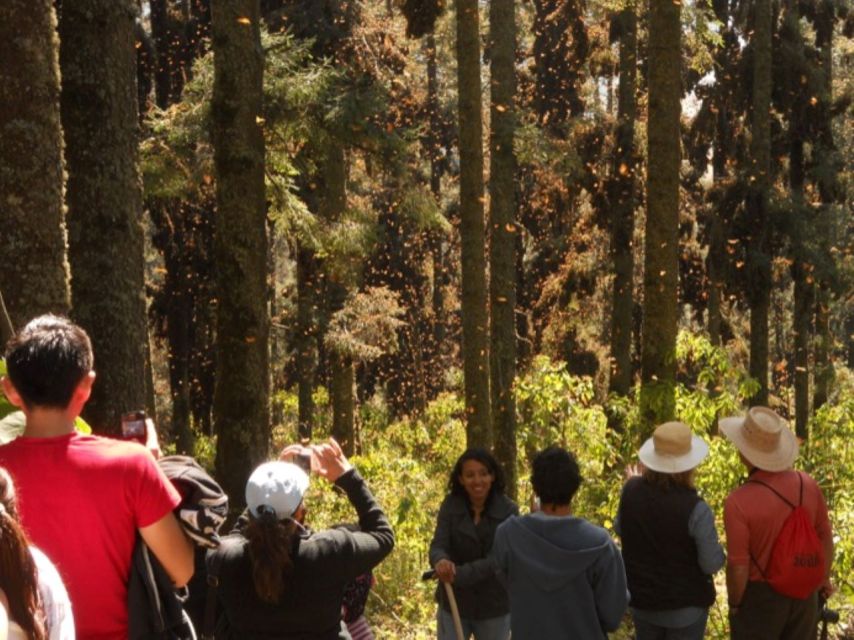 Morelia: Monarch Butterfly Tour - Monarch Sightings