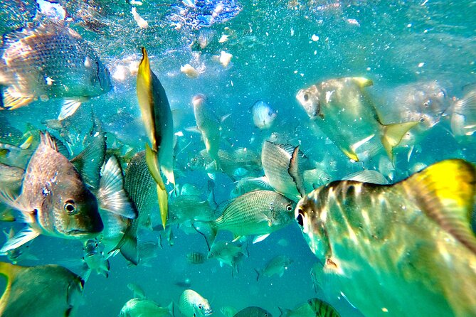 Moreton Island Day Trip (Kayak, Snorkel & Sandboard) Frm Brisbane or Gold Coast - Customer Feedback and Ratings