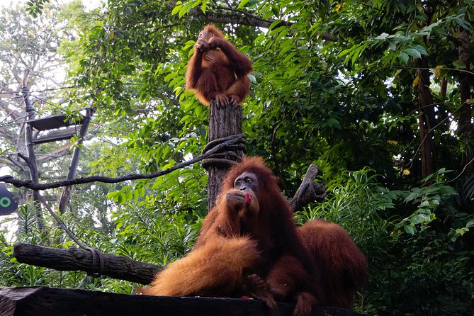 Morning at the Zoo With Transfer - Duration and Timing