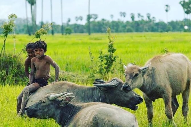 Morning Tour,Ak Phnom Temple,Rice Wine,Rice Paper, Killing Field - Transportation Details