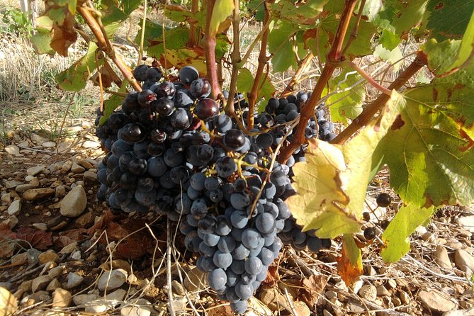 Morning Wine Tour to Chateauneuf Du Pape From Avignon - Important Information