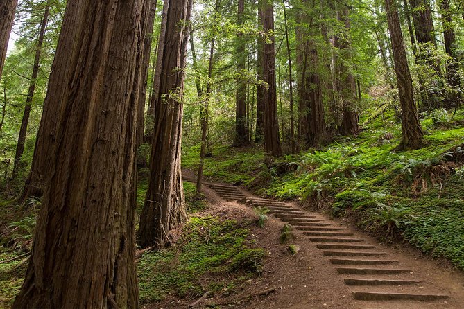 Muir Woods & Sausalito Half-Day Tour (Return by Bus or Ferry From Sausalito) - Booking and Cancellation Policy