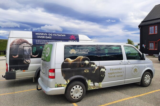 Muskox Safari From Hjerkinn | Dovre & Lesja Aktiv - Fitness and Accessibility