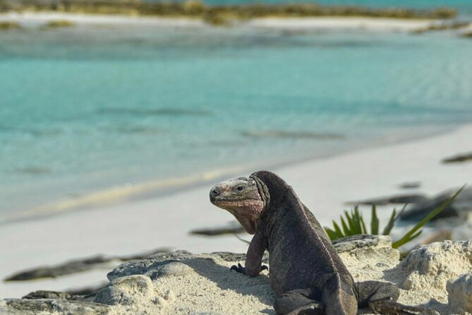Nassau to Exuma Full-Day Trip Experience - Exuma Exploration
