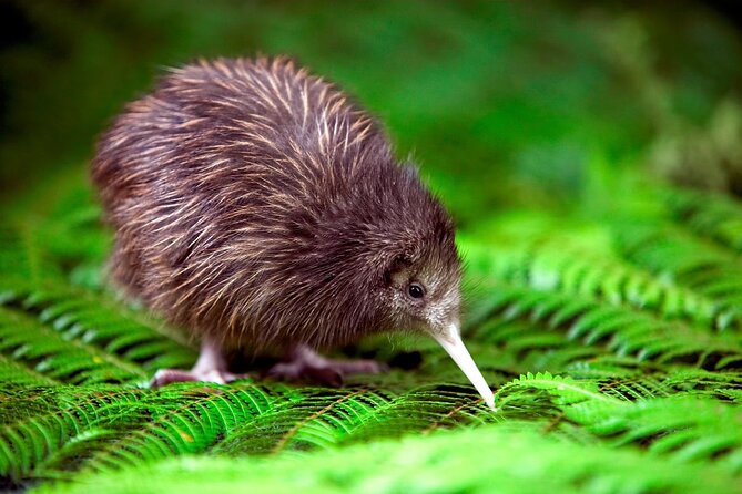 National Kiwi Hatchery - Kiwi Encounter Tour - Additional Visitor Information
