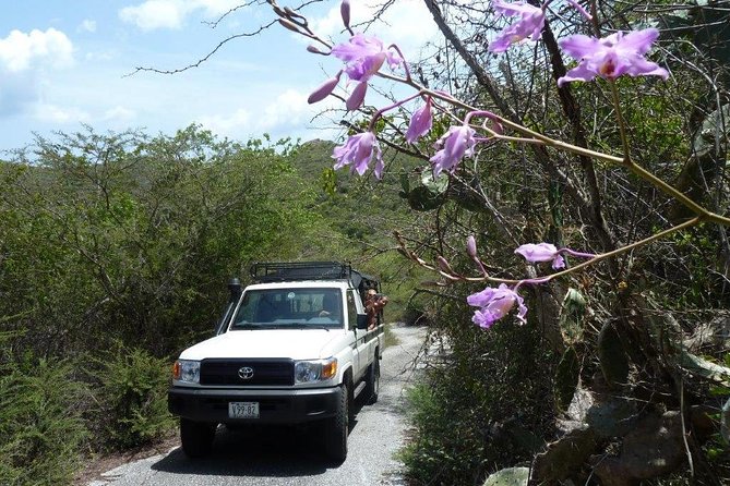 National Park Jeep Safari - Tips for an Enjoyable Safari