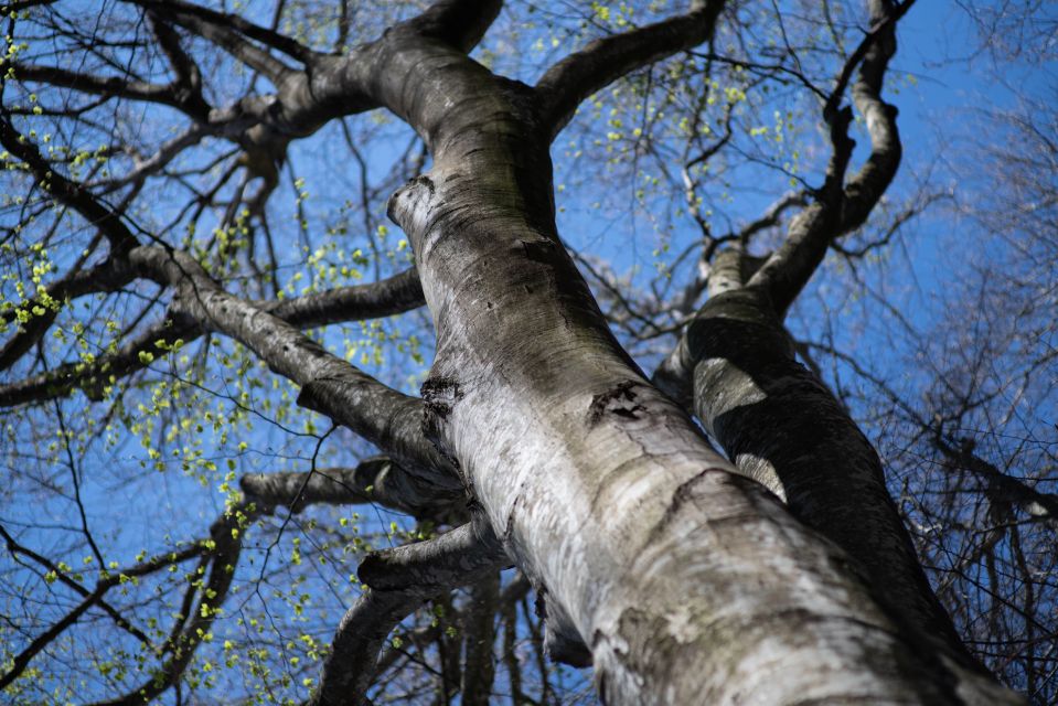 Near Rome: Hike in the Ancient Unesco-Heritage Forest - Frequently Asked Questions