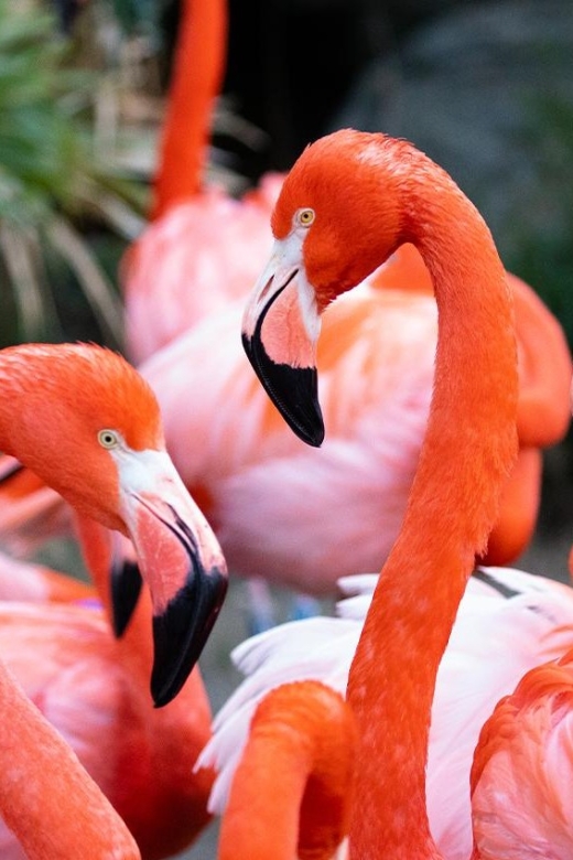 New Orleans: Audubon Zoo Ticket and Combination Option - Attraction Details