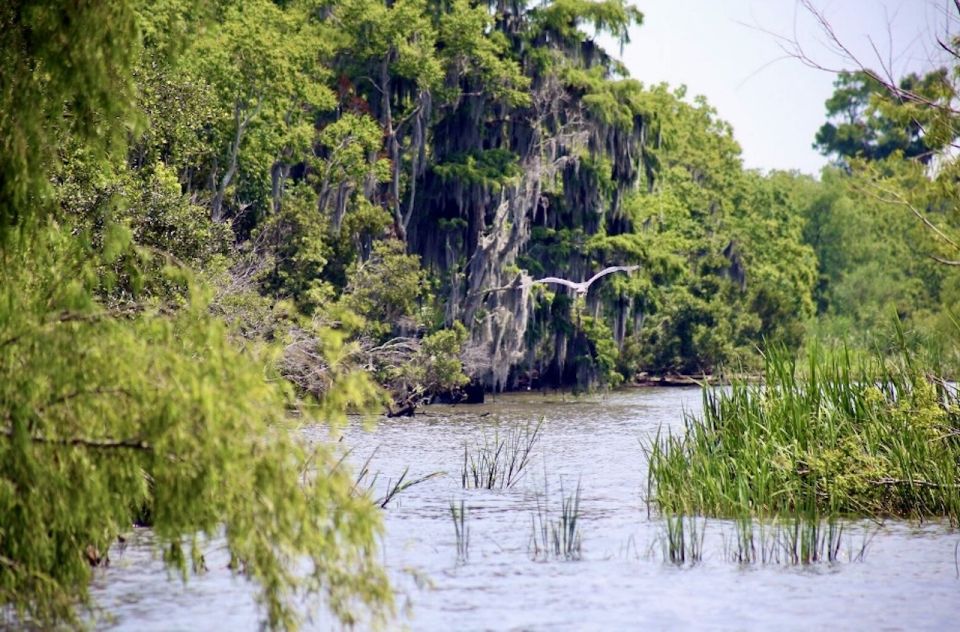 New Orleans: Swamp Tour on Covered Pontoon Boat - Exploring the Backcountry Bayous