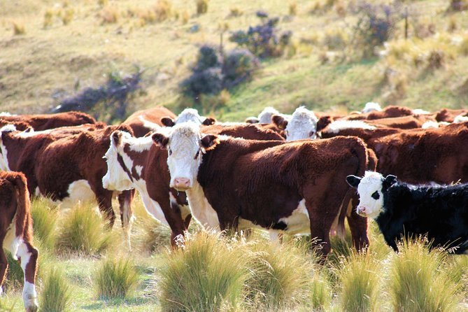 New Zealand Farm & Scenic Day Tour From Christchurch - Reviews and Feedback