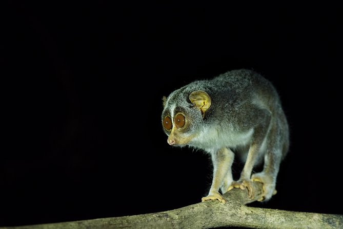 Night Hike to See Elusive & Rare Loris in Sigiriya - Safety Measures