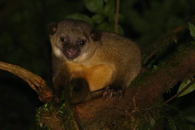 Nocturnal Walk in the Hanging Bridges - Accessibility Features
