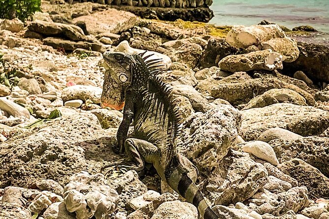 North Bonaire Private Island Tour - Tour Experience Highlights