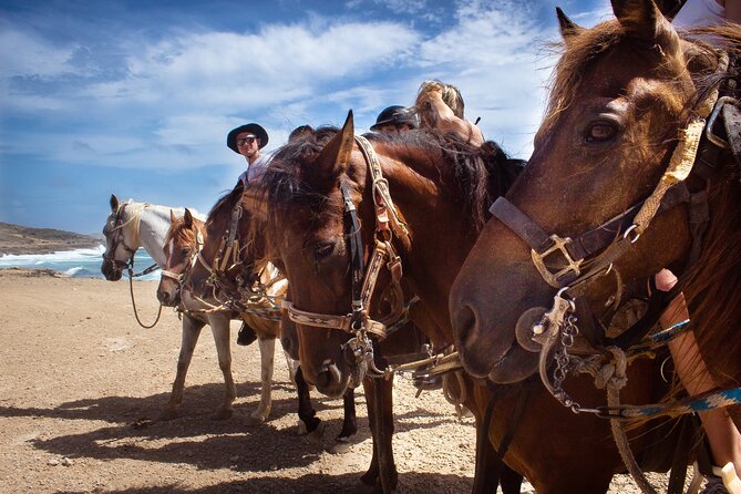North Coast and Countryside Horseback Riding Tour in Aruba - Choosing Your Horse