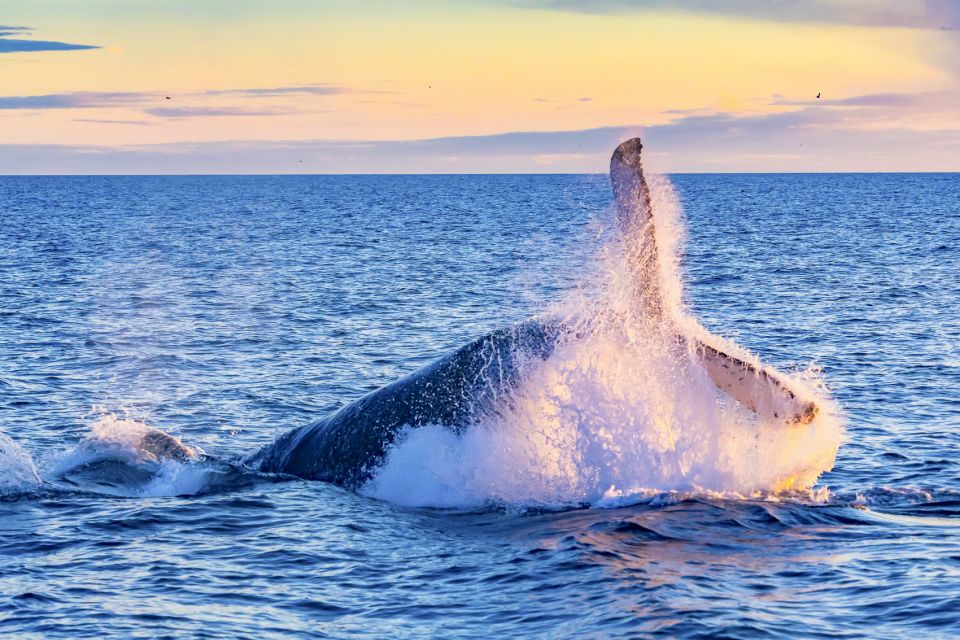 Oahu: Waikiki Eco-Friendly Morning Whale Watching Cruise - Recap