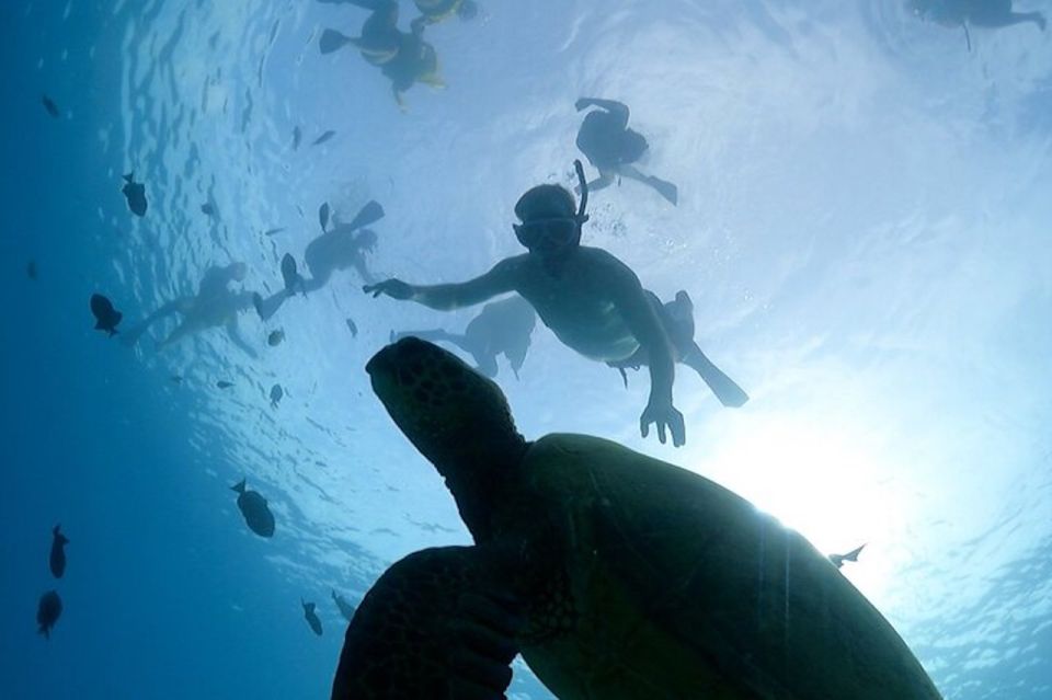 Oahu: Waikiki Turtle Snorkeling Adventure Cruise - Booking and Cancellation Policy