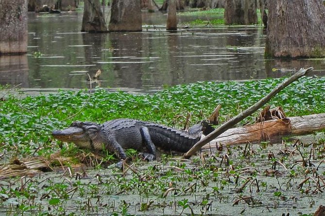 Oak Alley Plantation and Swamp Boat Tour From New Orleans - Exploring Oak Alley Plantation