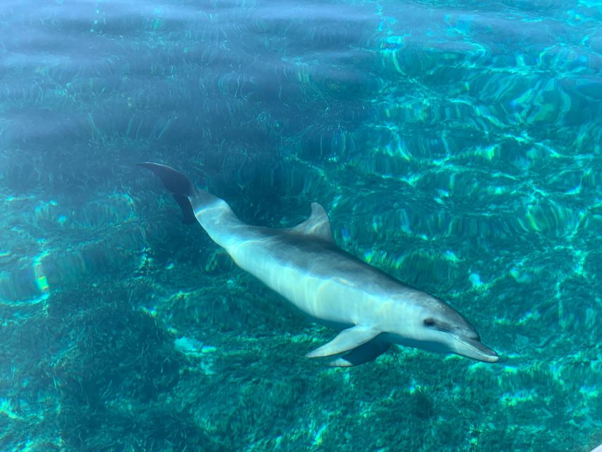 Olbia: Dolphin Watching & Snorkeling Boat Tour Near Figarolo - Preparation and Important Information