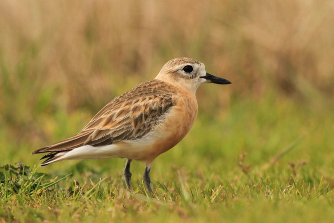 One Day Birding Adventure - Participant Requirements