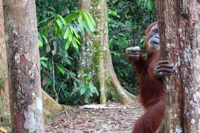 ONE DAY JUNGLE TREKKING 6-7 Hours (See Orang Utan) + RAFTING in BUKIT LAWANG - Health and Accessibility