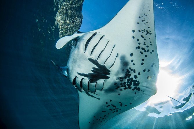 Open Water + Advanced Course - Premium Certifications Package in Nusa Lembongan - Diving Equipment Provided