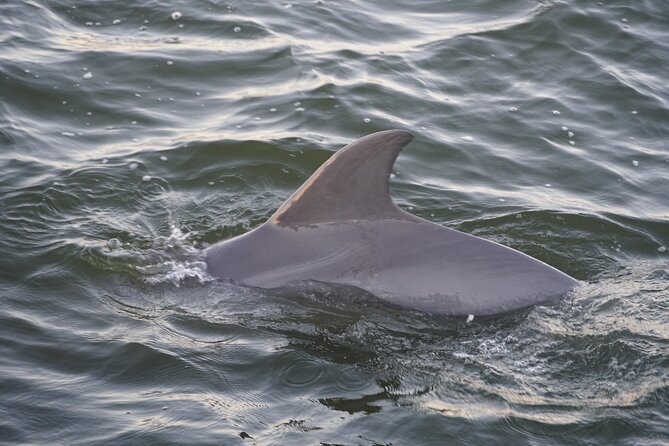 Orange Beach Dolphin Eco Boat Tour - Booking Details
