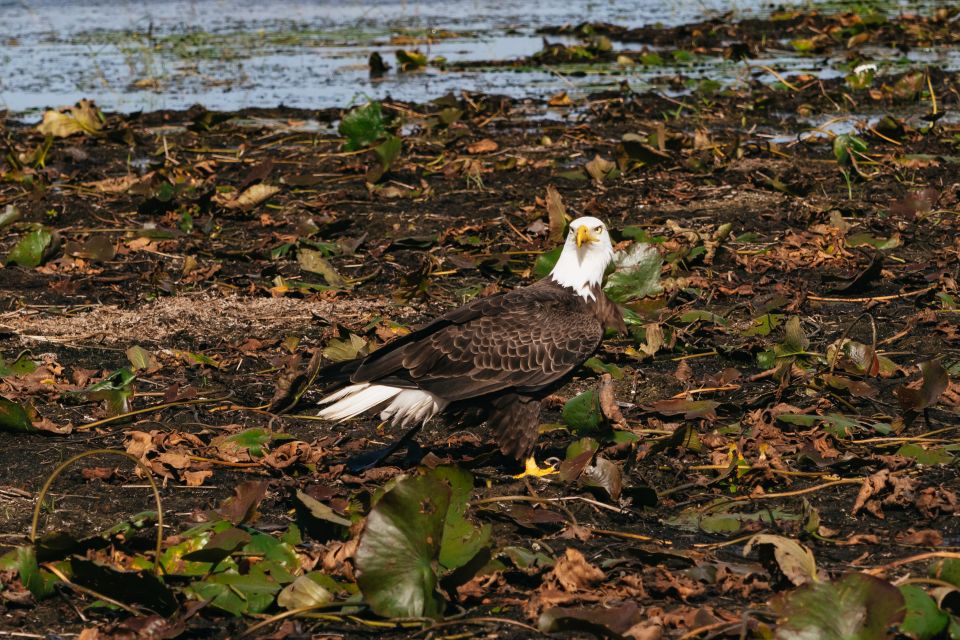 Orlando: Florida Everglades Wildlife Airboat Tour - Marsh Landing Adventures Location