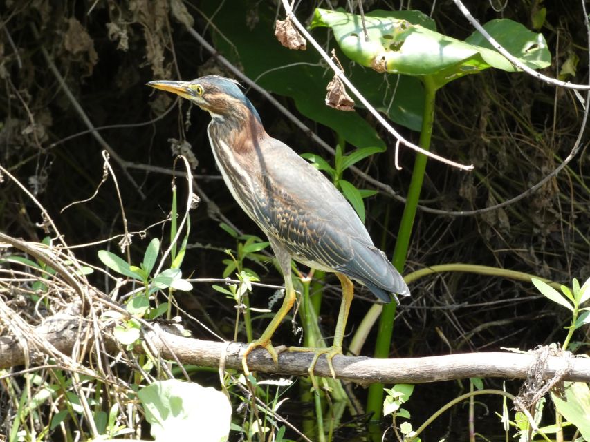 Orlando: Small Group Scenic Wekiva River Kayak Tour - Important Tour Information