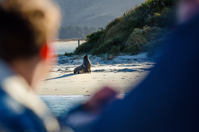 Otago Harbour Wildlife Cruise (Dunedin Shore Excursion) - Wildlife Sightings