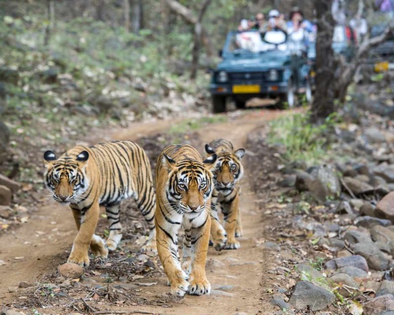 Overnight Private Tour: Jaipur - Ranthambore Tiger Safari - Inclusions and Exclusions